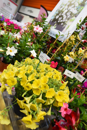 Glee 2025 - Build Up part 2 GTN150925 011.jpg